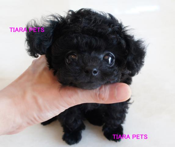 ★スーパー極小マニア向け★アンジエリカchan★