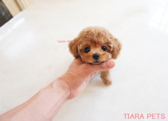 かわいい垂れ目ちゃん♪ももかchan♪