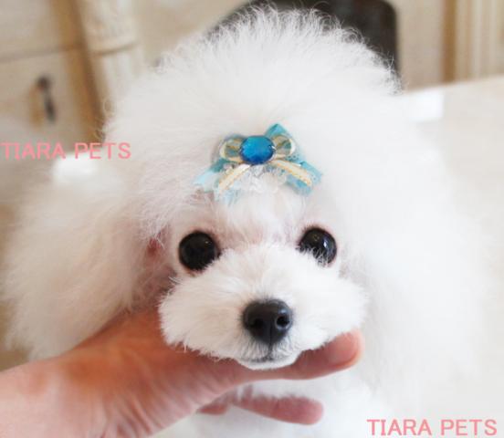 ★★ティーカップサイズ確定！！★きらら君★★