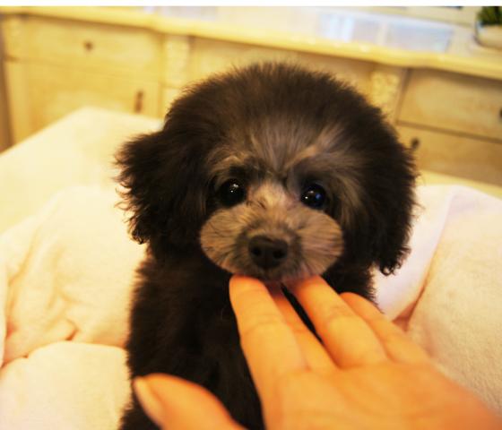 ★プラチナシルバー★ジェシカchan★