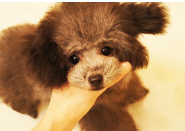 プラチナシルバーの男の子♪