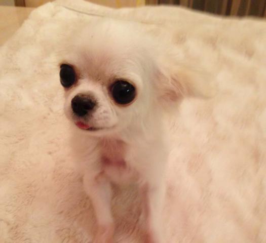 ★ロングチワワホワイトの男の子★あられ君★