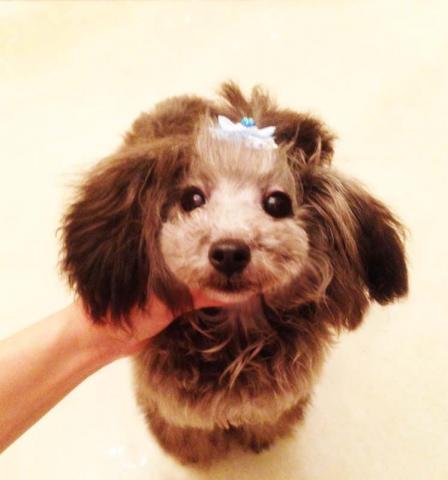 ★プラチナシルバー★メルシー君★