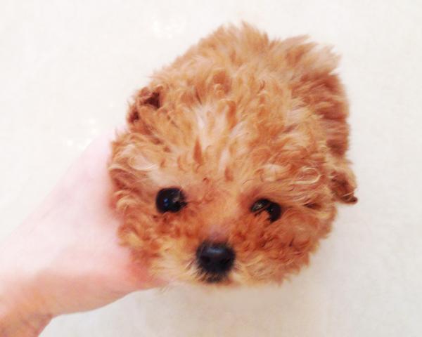 ★レッドのりとるばんび君★