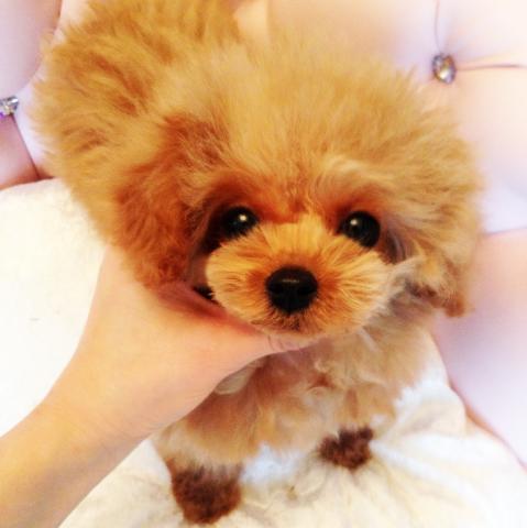 ★アプリコットのフローラちゃん★