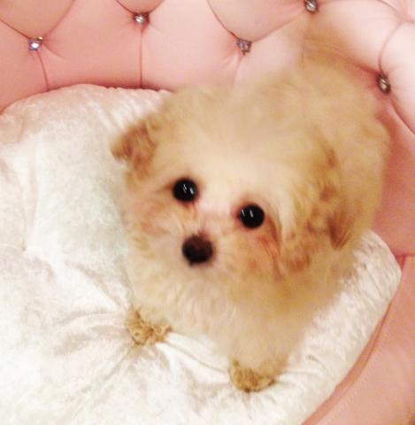 ★アプリコットのセレーナちゃん★