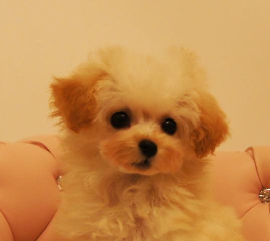 ★クリームのシェリーちゃん★