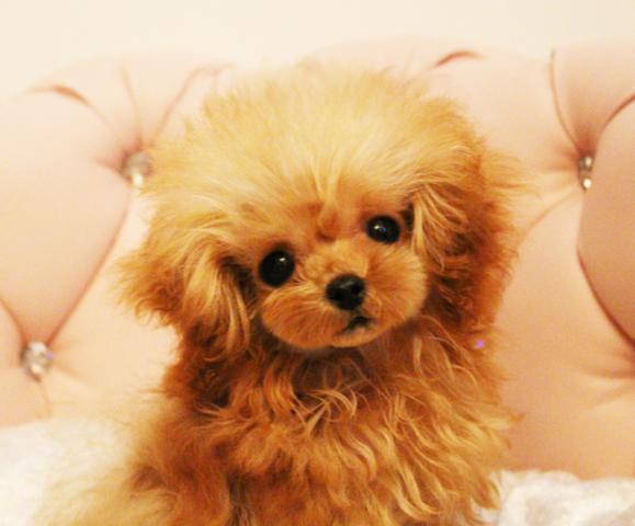 ★レッドのいちごちゃん★