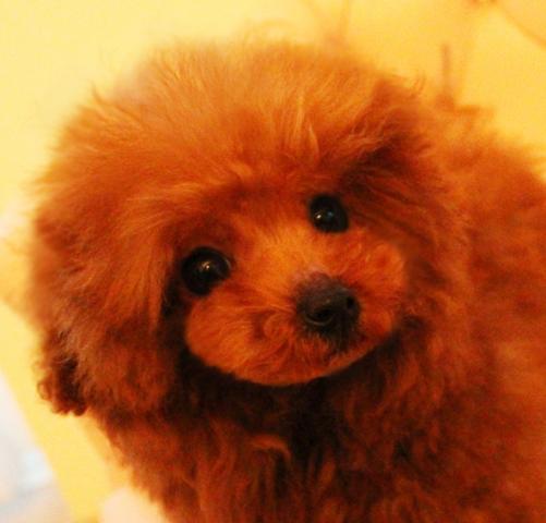 ★レッドのバンビ君★