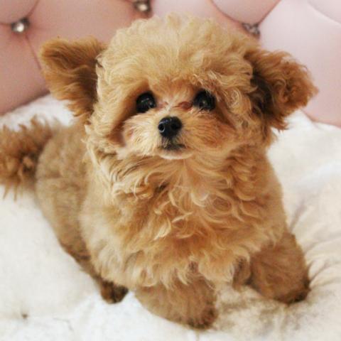 アプリコットの悠真（ゆうま）君♪