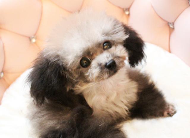 ★プラチナシルバーのディラン君★