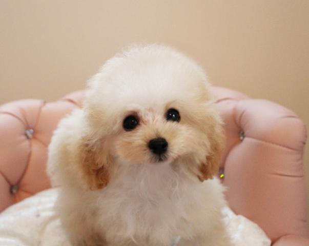 ★クリームのひなたちゃん★