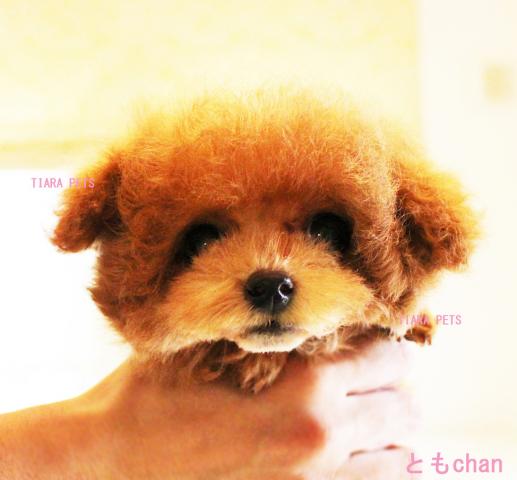 new!!激カワイイ！！トイプー３姉妹♪ともchan★