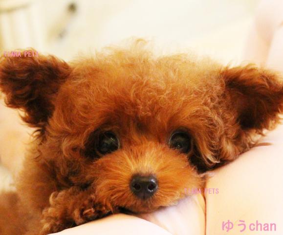 new!!激カワイイ！！トイプー３姉妹♪ゆうchan★