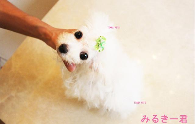 ★スーパー極小！！ほとんど成犬です♪みるきー君★