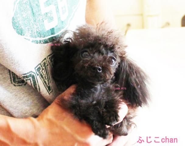 ★ブルー★ふじ子ちゃん～♪♪★