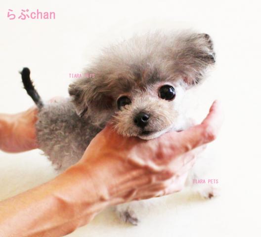 ★new!!超極小！！プラチナシルバー★らぶchan★