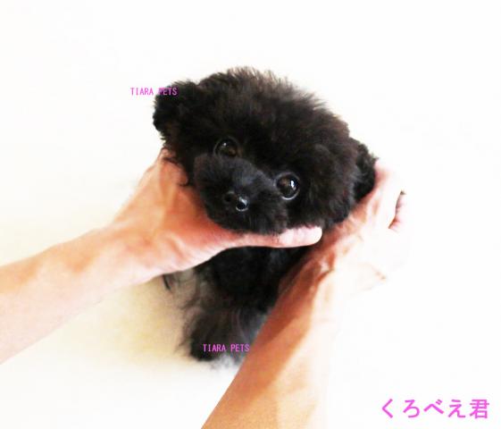 new!!★くろべえ君★