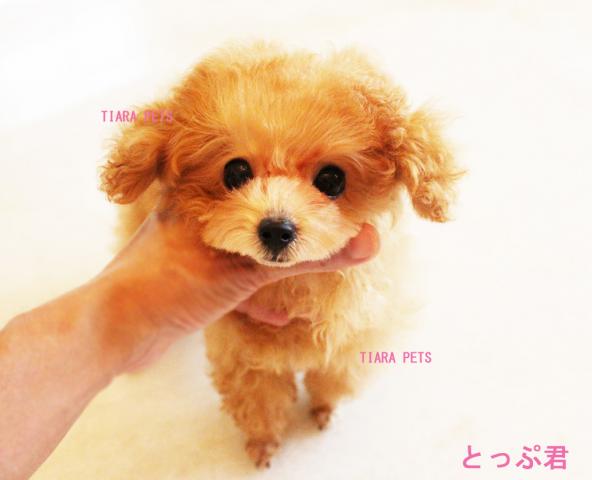 トップ君　可愛く成長中♪