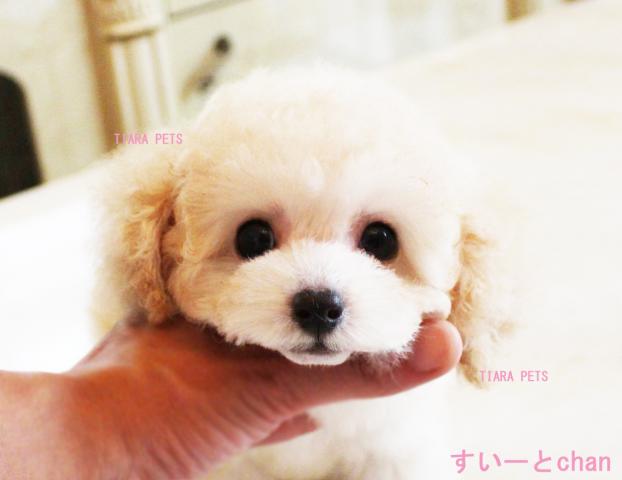 お求めやすい価格で「※お値引きOK！！」★すいーとchan★