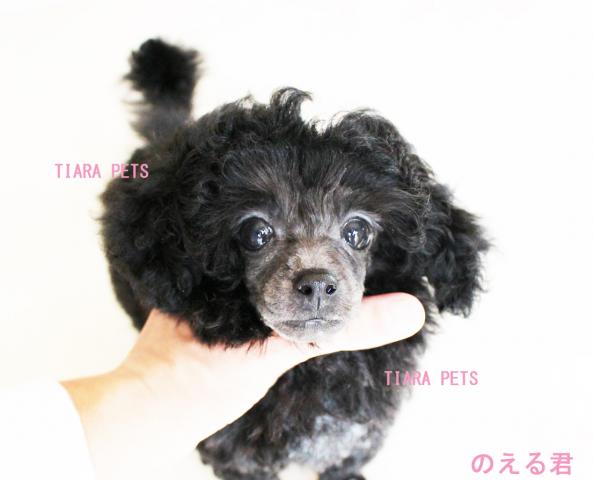 ★new!!シルバーの男の子♪★垂れ目ちゃん★