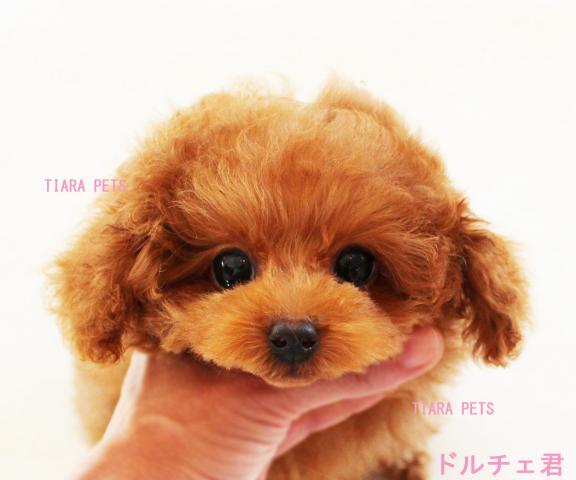 ★new!!★クッキリ、パッチリしたお顔立ち♪★