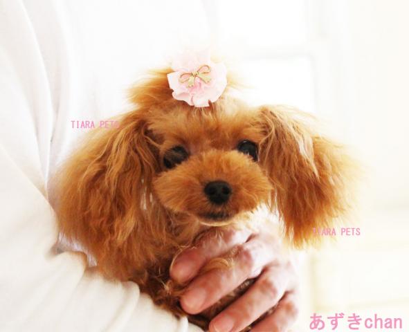 ★「特別小さな子」をお探しの方にお勧めです！！★