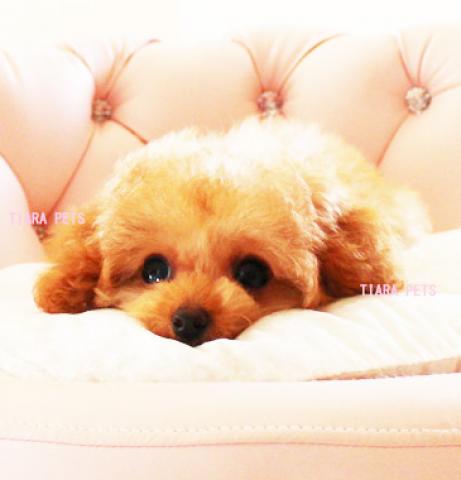 ★「マンションの方にもお勧めの性格♪」★