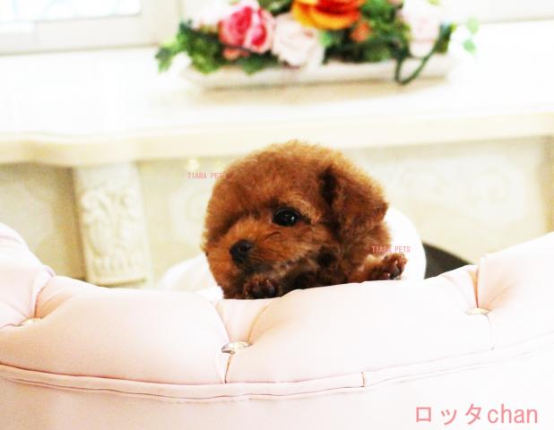 「超×10！！スーパー極小サイズ！！」★ロッタchan★