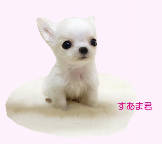 スーパー極小サイズ！！すあま君♪