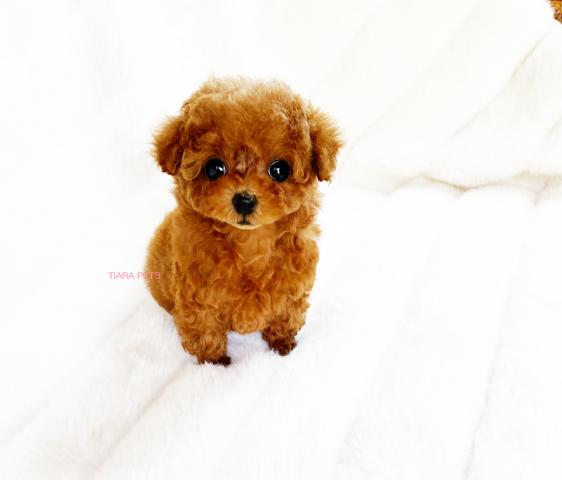 トイプードル★スーパー極小サイズ★ドルチェchan★