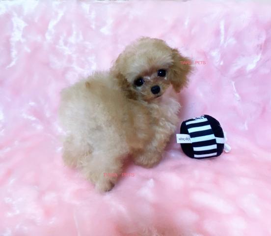 お顔の可愛さにこだわっている方にお勧めです♪