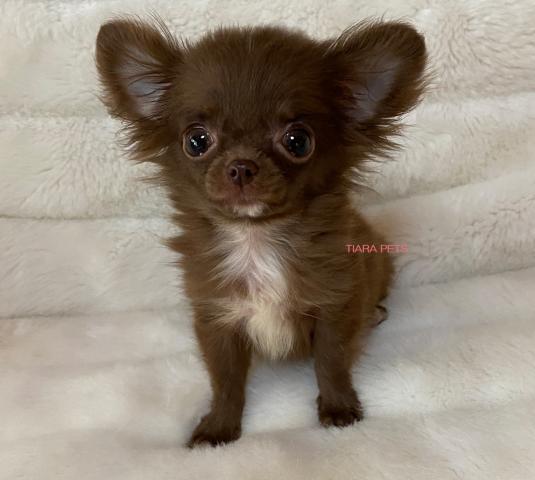 ★癒し系！！ももたろう君★