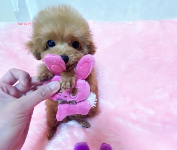 スーパー極小サイズ！！★アプリコットの男の子★