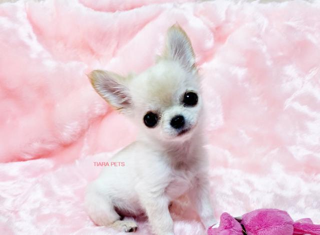 スーパー極小サイズ！！いちご君♪