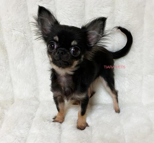 スーパー極小サイズ！！さくらちゃん♪フェア価格♪お値引きします♪