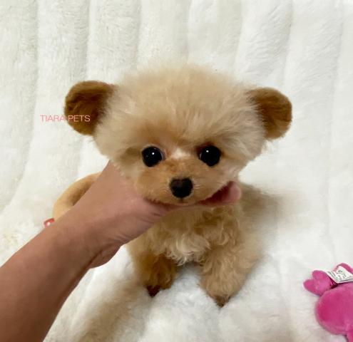 スーパー極小サイズ！！ティファニーchan♪