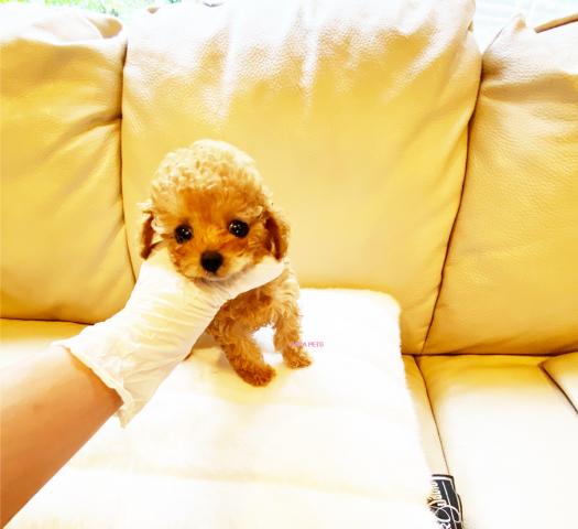 ★トイプードル★アプリコットの女の子★