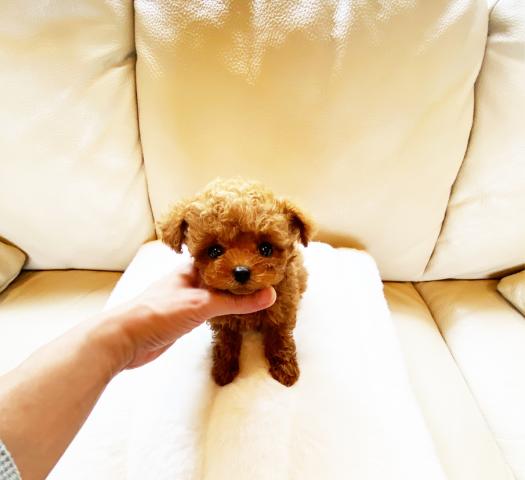 ★トイプードル★レッドの男の子★