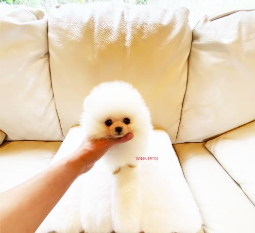★ポメラニアン★ホワイトの女の子★