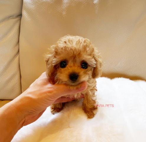 スーパー極小サイズ！！マイクロティーカップサイズ！！