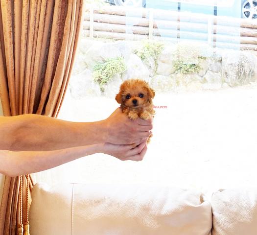 スーパー極小サイズ！！マイクロティーカップサイズ！！