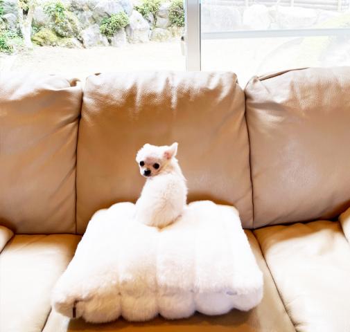 ★ロングコートチワワ★ホワイトの女の子★