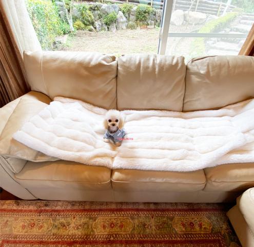 マイクロティーカップサイズ ☆ひめちゃん☆可愛く成長中｡