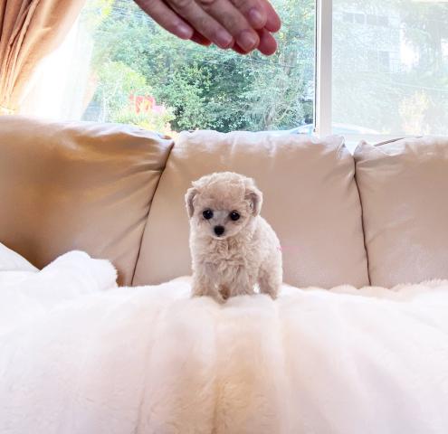 ★いちごみるく君★