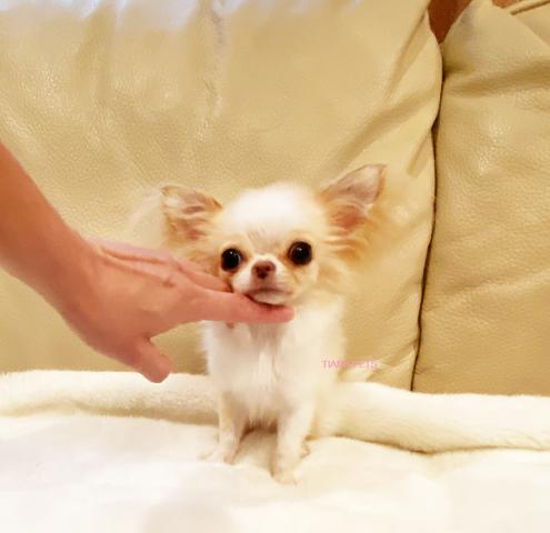 やまと君可愛く成長中！！オーナー様募集中です！！