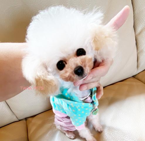 ★マイクロティーカップサイズ！！キャンディーちゃん★