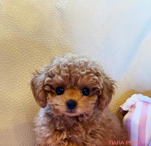 ★ロッソ君★マイクロティーカップサイズ！！