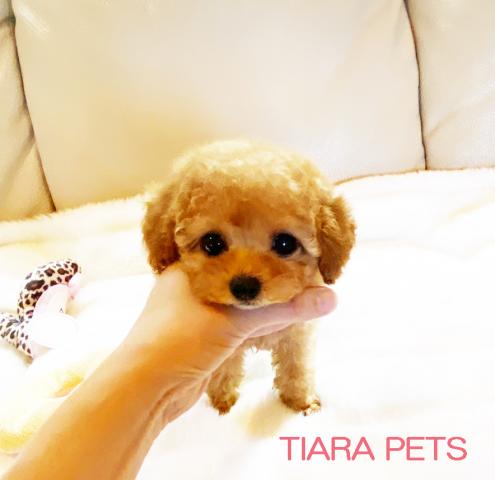 ★ティーカップサイズ！！ゆずちゃん★