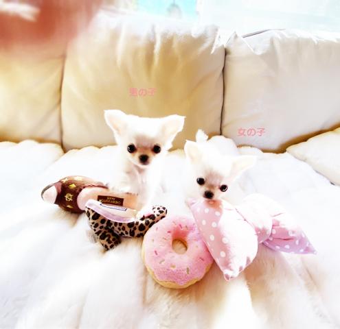 ホワイトチワワ兄妹♪超ミニミニサイズの女の子♪